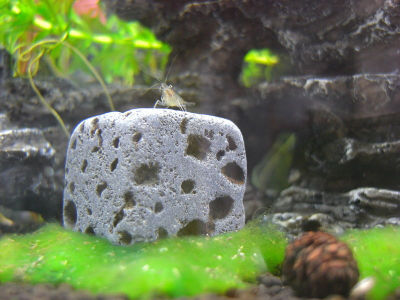Eco Bricks im Aquarium
